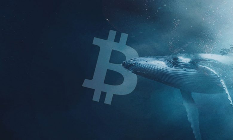 Bitcoin Whales